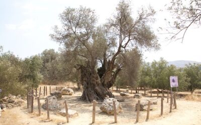 Mother Olive Tree